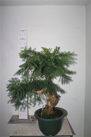 <h4>Araucaria Cunninghamii Bonsai In 27 Cm Sierpot</h4>