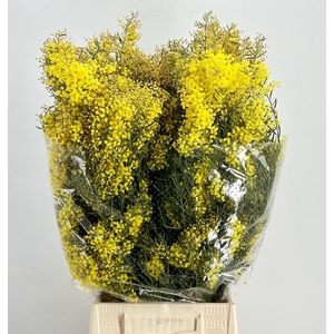 Mimosa Chiar di Luna Flowering