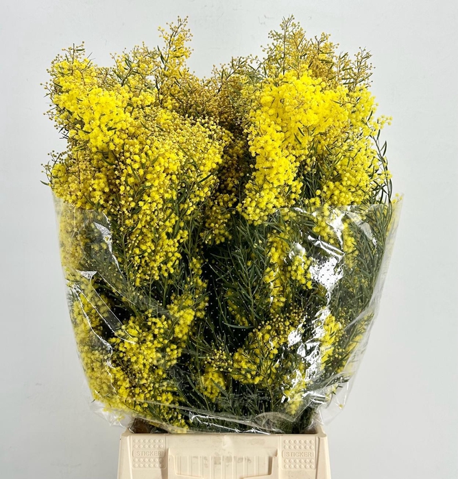 <h4>Mimosa Chiar di Luna Flowering</h4>
