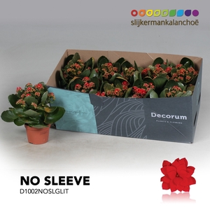 Kalanchoe No Sleeve - Red with glitter