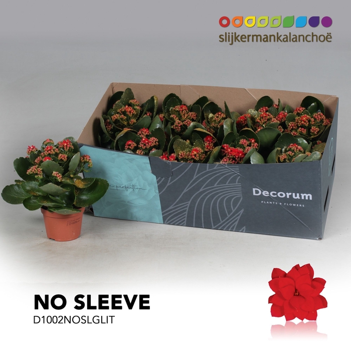 <h4>Kalanchoe No Sleeve - Red with glitter</h4>