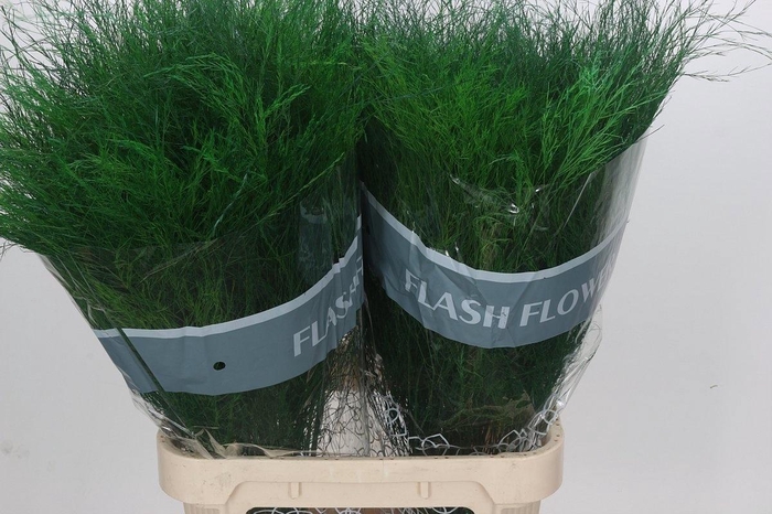 <h4>Asp Virgatus 90 Cm</h4>