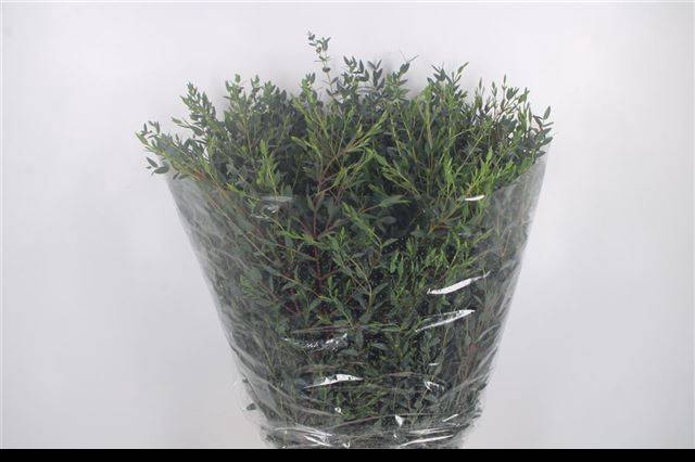 <h4>EUC PARVIFOLIA P BS</h4>