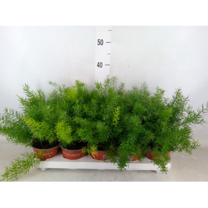 Asparagus dens. 'Sprengeri'