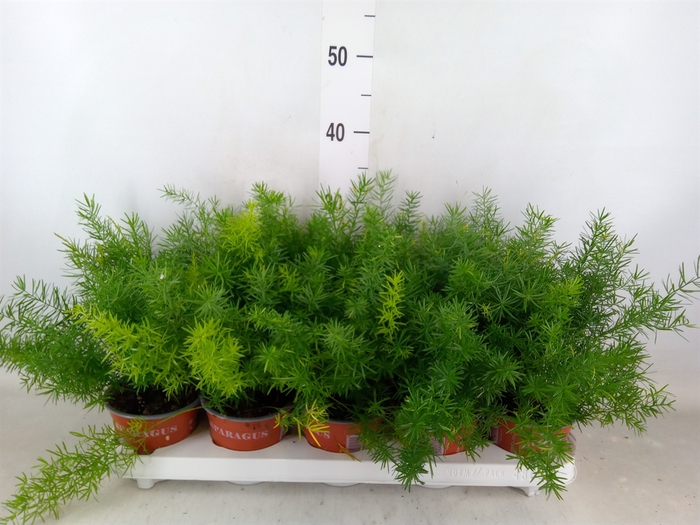 <h4>Asparagus dens. 'Sprengeri'</h4>