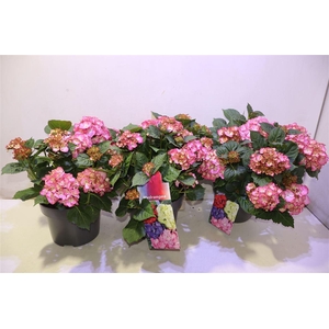 Hydr M Pink White Pico