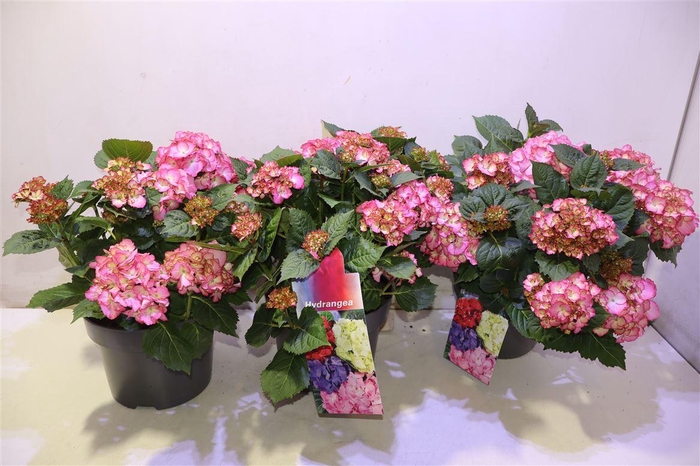 <h4>arr8 Hydr M Pink White Pico</h4>