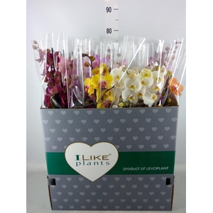 Phalaenopsis   ...mix