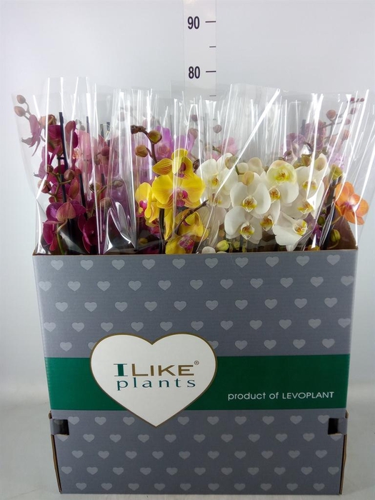 <h4>Phalaenopsis   ...mix</h4>