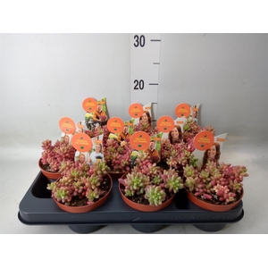 Sedum rubrotinctum 'Aurora'