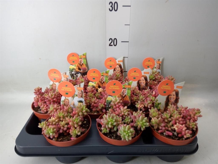 <h4>Sedum rubrotinctum 'Aurora'</h4>