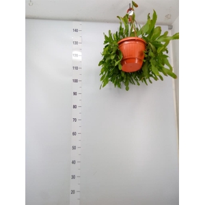 Rhipsalis heteroclada