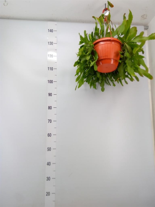 <h4>Rhipsalis heteroclada</h4>