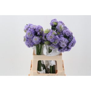 Scab Tea Berry Bon Bon 60cm ECU