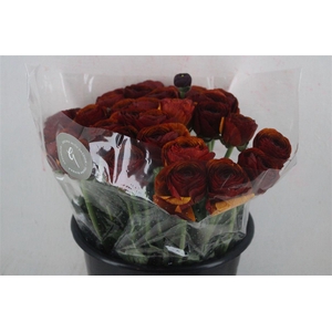 Ran Cloni Sup Brownie