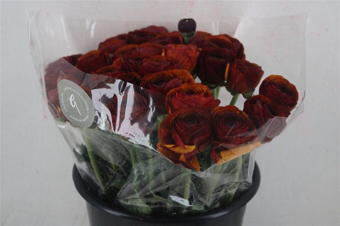 <h4>Ran Cloni Sup Brownie</h4>