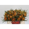 Banksia Dryandra