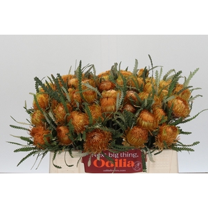 Banksia Dryandra