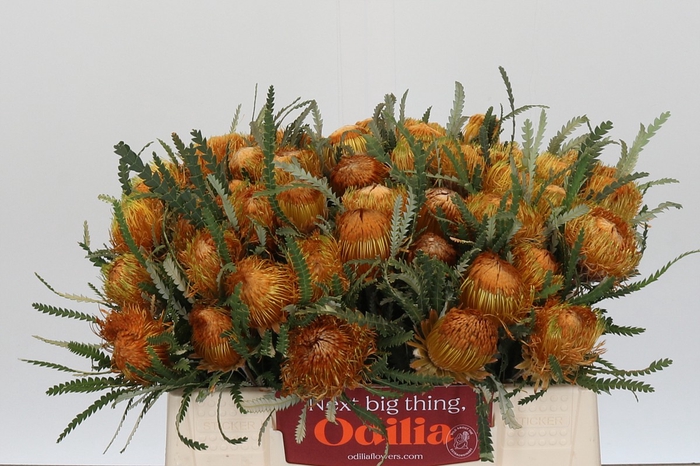 <h4>Banksia Dryandra</h4>