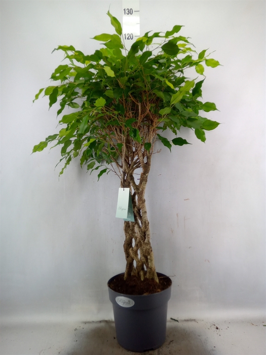 <h4>Ficus benja.   ...special shapes</h4>