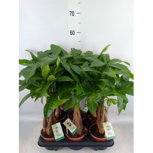 Pachira aquatica