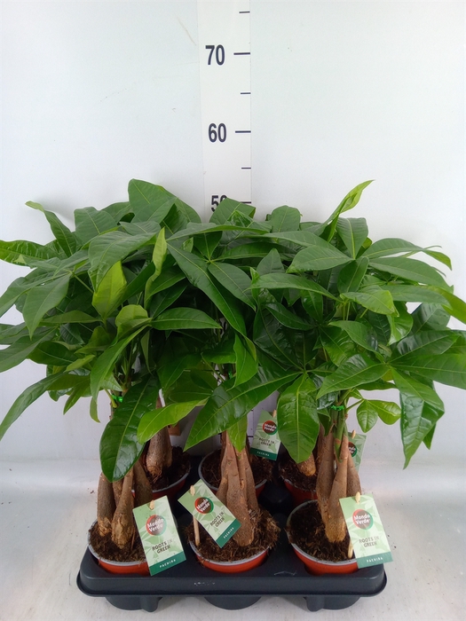 <h4>Pachira aquatica</h4>