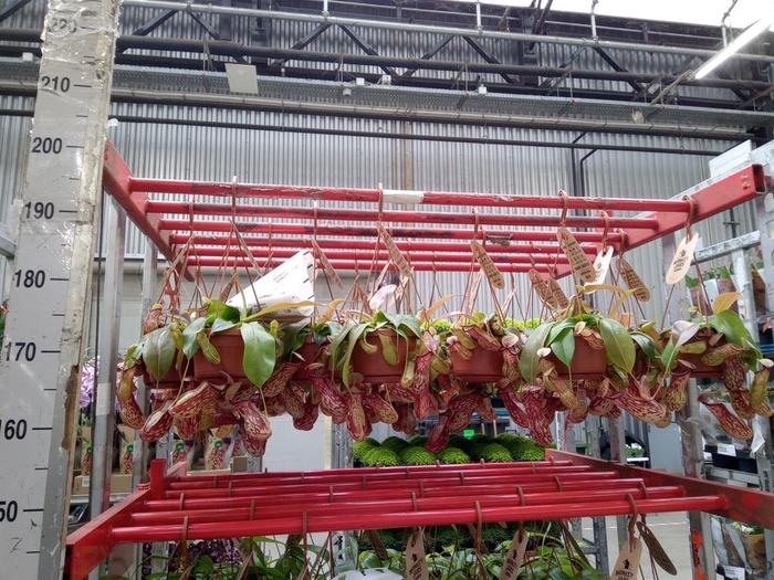 <h4>Nepenthes    ...</h4>