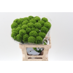 Di Barb Kiwi Mellow 60cm