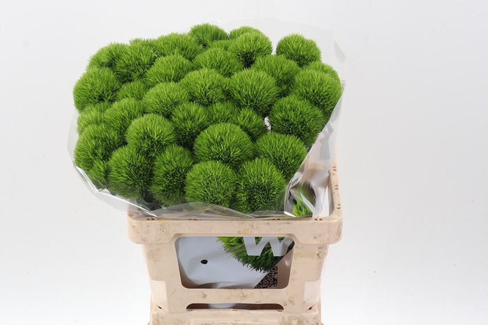 <h4>Di Barb Kiwi Mellow 60cm</h4>