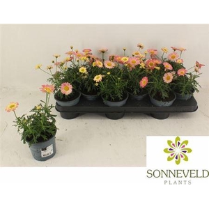 Argyranthemum frutescens Madeira Crested Merlot