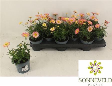 <h4>Argyranthemum frutescens Madeira Crested Merlot</h4>