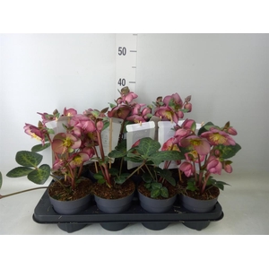 Helleborus  'Fkiss Elemental'