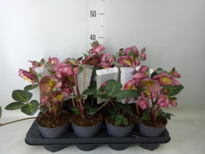 <h4>Helleborus  'Fkiss Elemental'</h4>