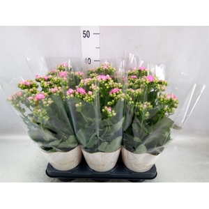 Kalanchoe  'RoseFlow Graceful Pink'