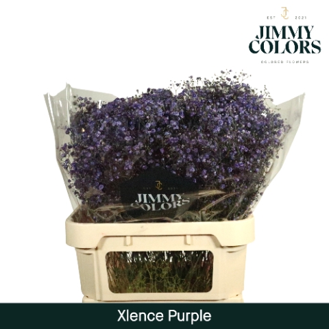 <h4>Gyps Xlence L80 Purple</h4>