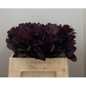 COTI C ROYAL PURPLE