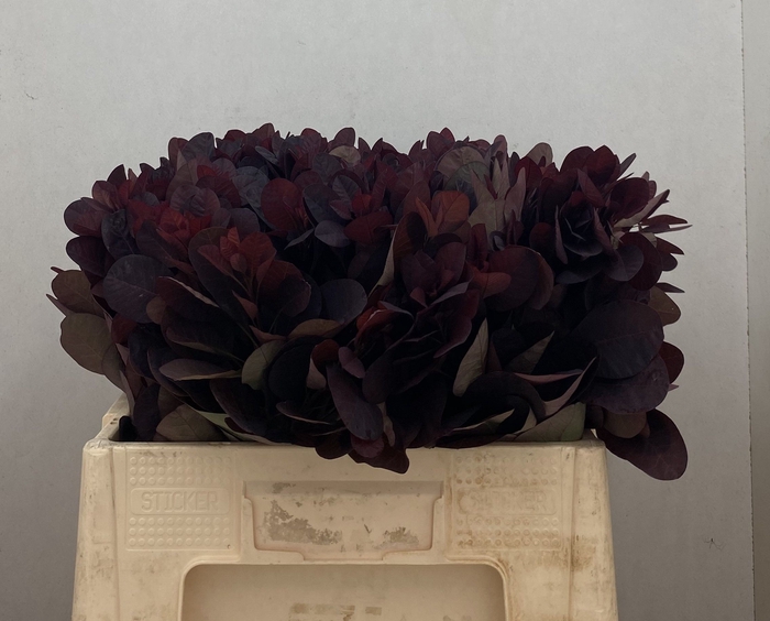 <h4>COTI C ROYAL PURPLE</h4>