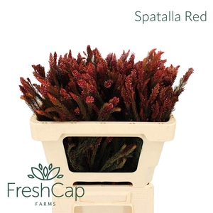 Spatalla Red