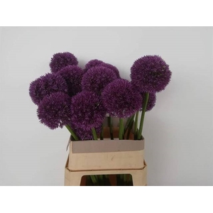 ALLIUM GROOTBLOEMIG
