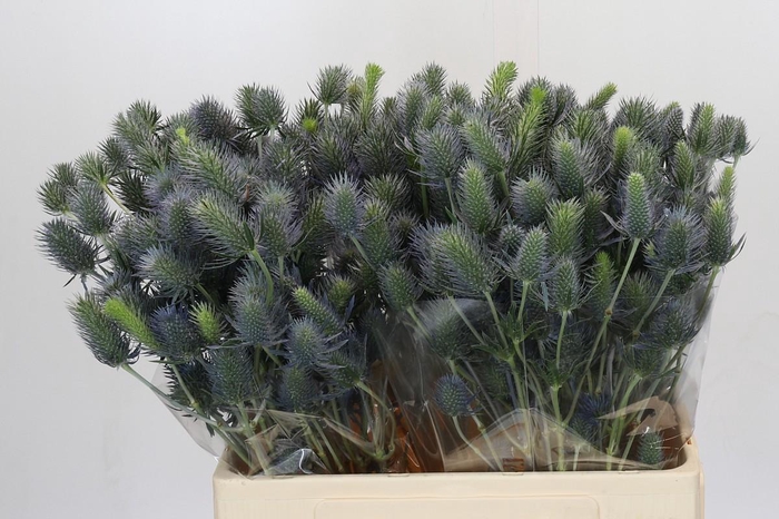 <h4>Eryngium Electric Dynamite</h4>