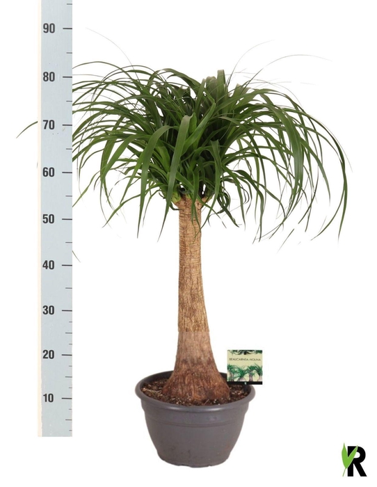 <h4>BEAUCARNEA RECUR</h4>