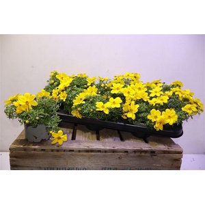 arr8 Bid Eldoro Grande