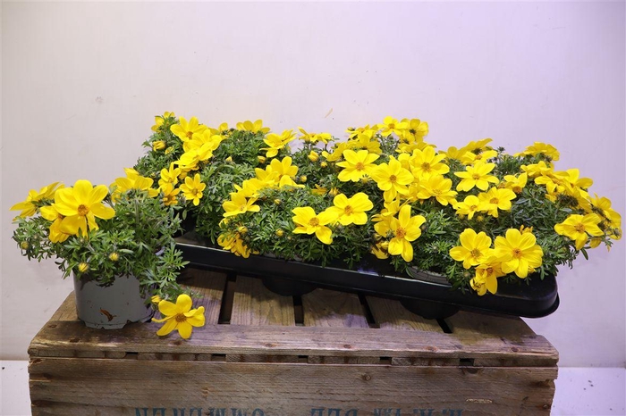 <h4>Bid Eldoro Grande</h4>