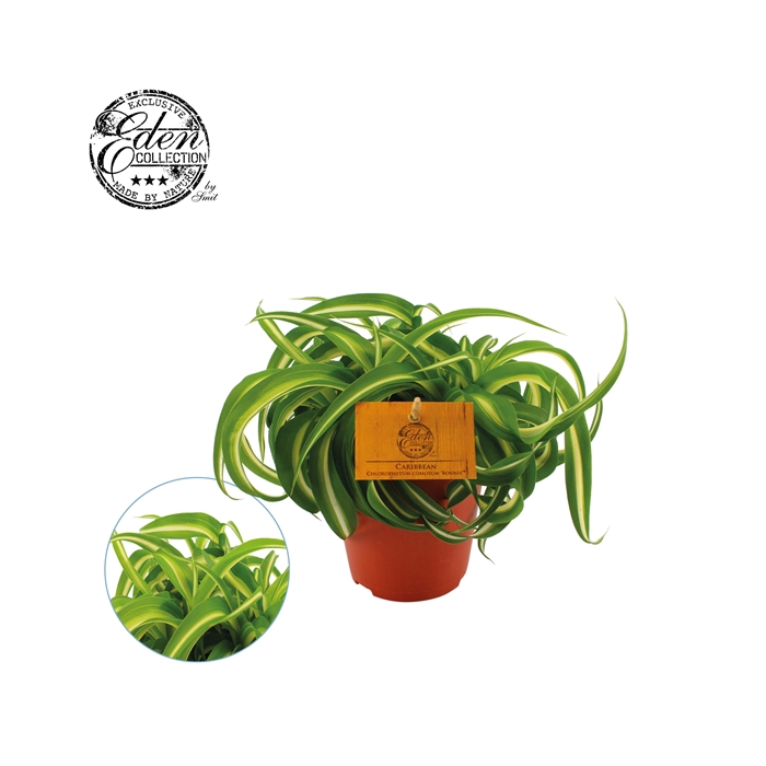 <h4>Chlorophytum Bonnie 12cm</h4>