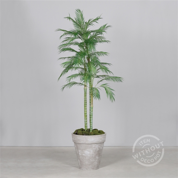 <h4>Chico Palm in pot 210cm</h4>