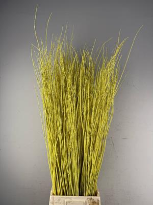 <h4>Willow Bundle Yellow</h4>