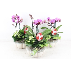 arr2 JS - Ker. pot Phal Lila x4