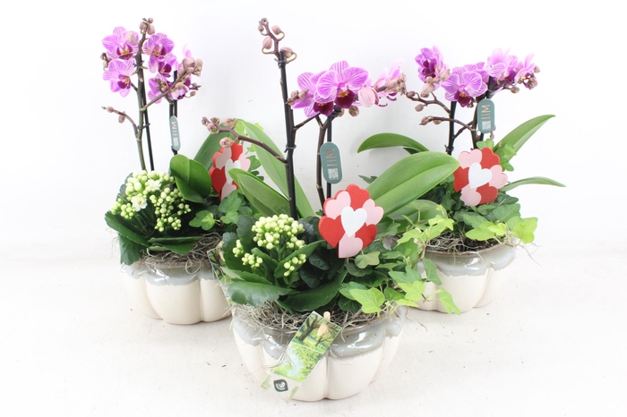 <h4>arr2 JS - Ker. pot Phal Lila x4</h4>