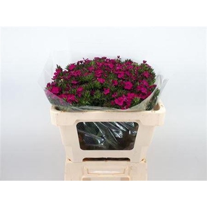 DI BARB AMAZONE NEON CHERY 60CM