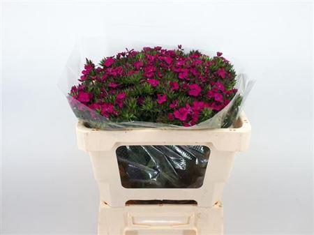 <h4>DI BARB AMAZONE NEON CHERY 60CM</h4>